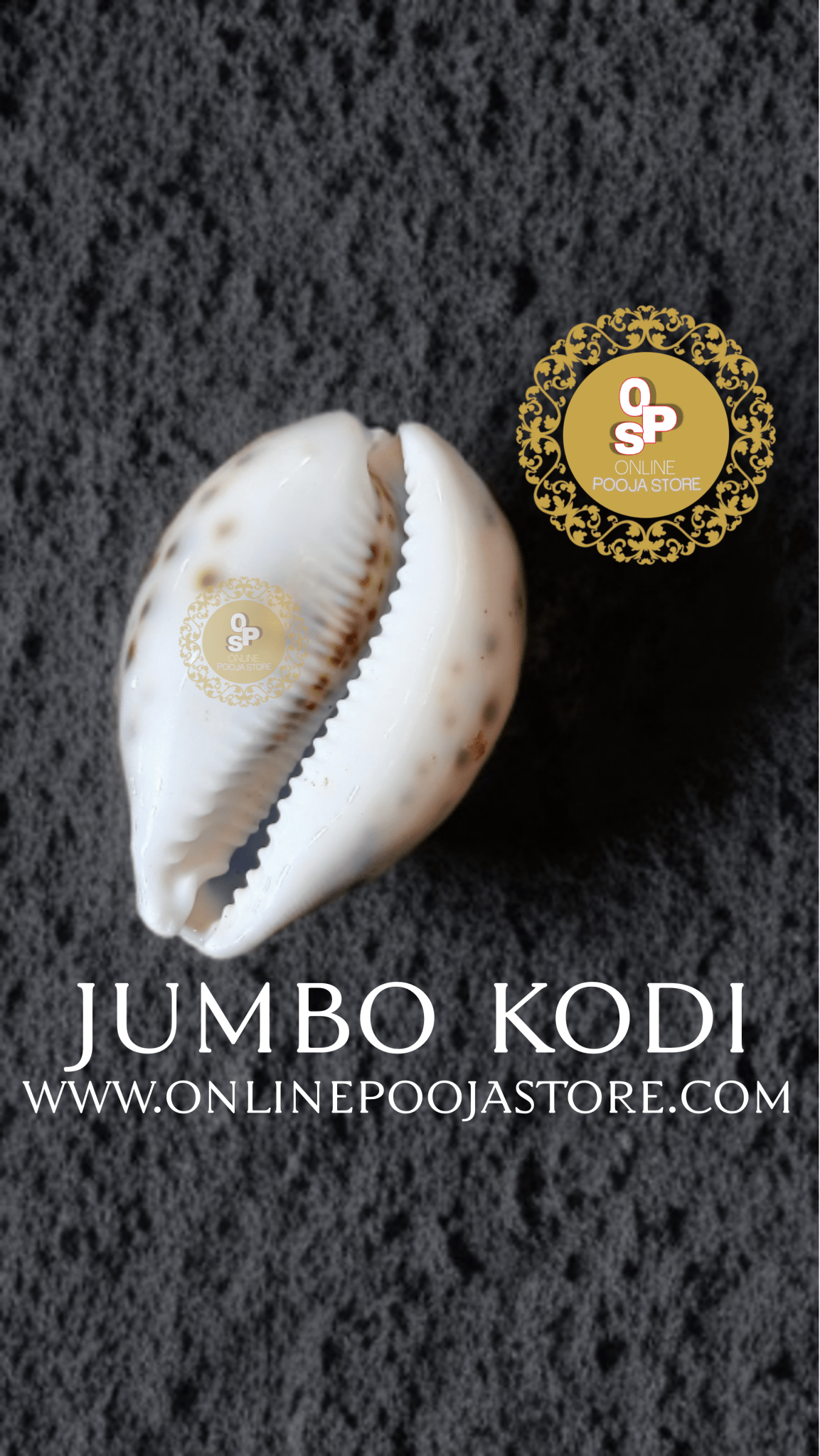 Large Lakshmi Cowrie | Big Brown Kodi | Big Kodi | Large Kodi | Kaudi |Caudy | Cowdy Size 7 x 5 cm for Laxmi Pooja for money and prosperity.| online pooja store - ONLINE POOJA STORE