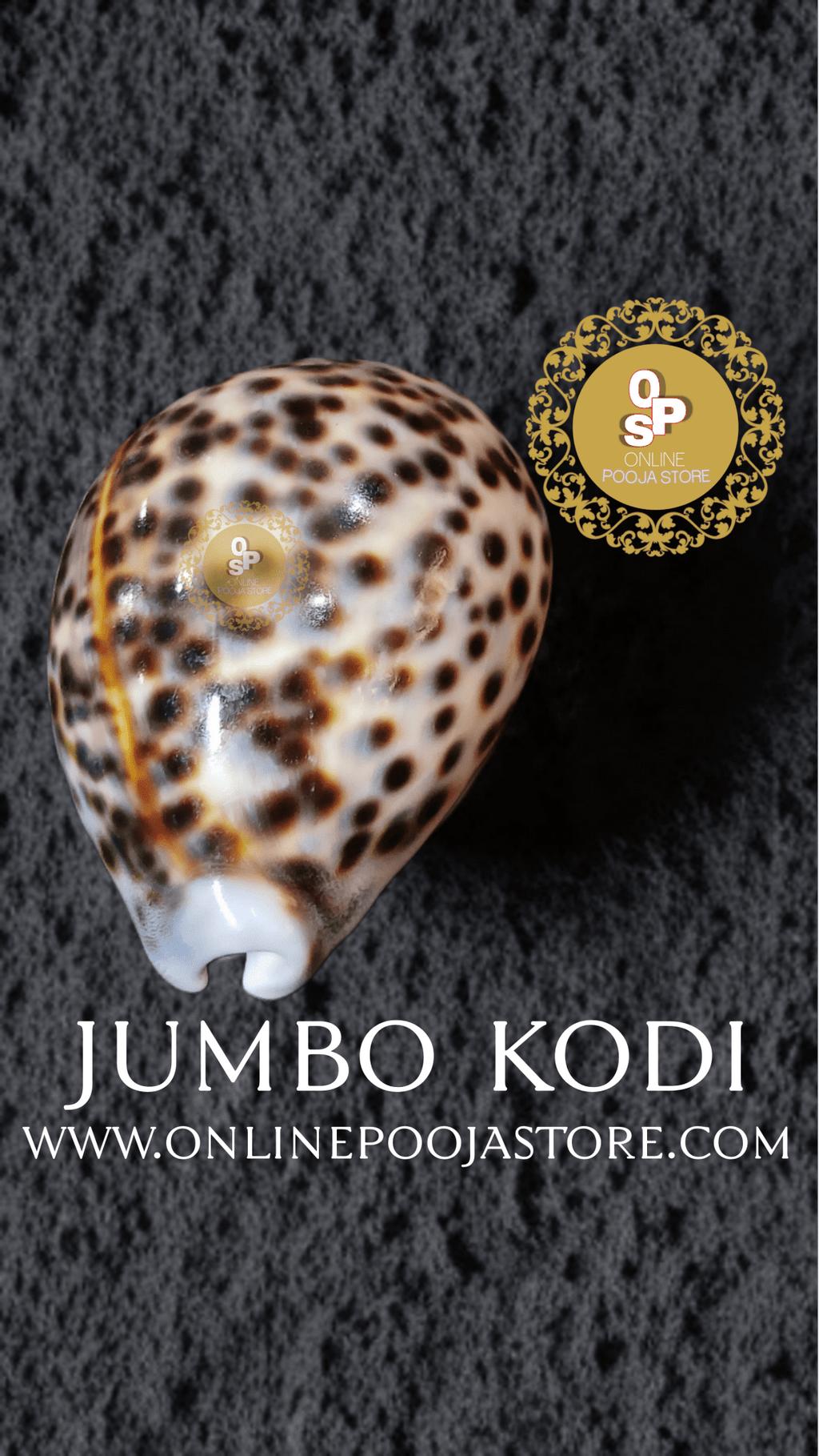 Large Lakshmi Cowrie | Big Brown Kodi | Big Kodi | Large Kodi | Kaudi |Caudy | Cowdy Size 7 x 5 cm for Laxmi Pooja for money and prosperity.| online pooja store - ONLINE POOJA STORE