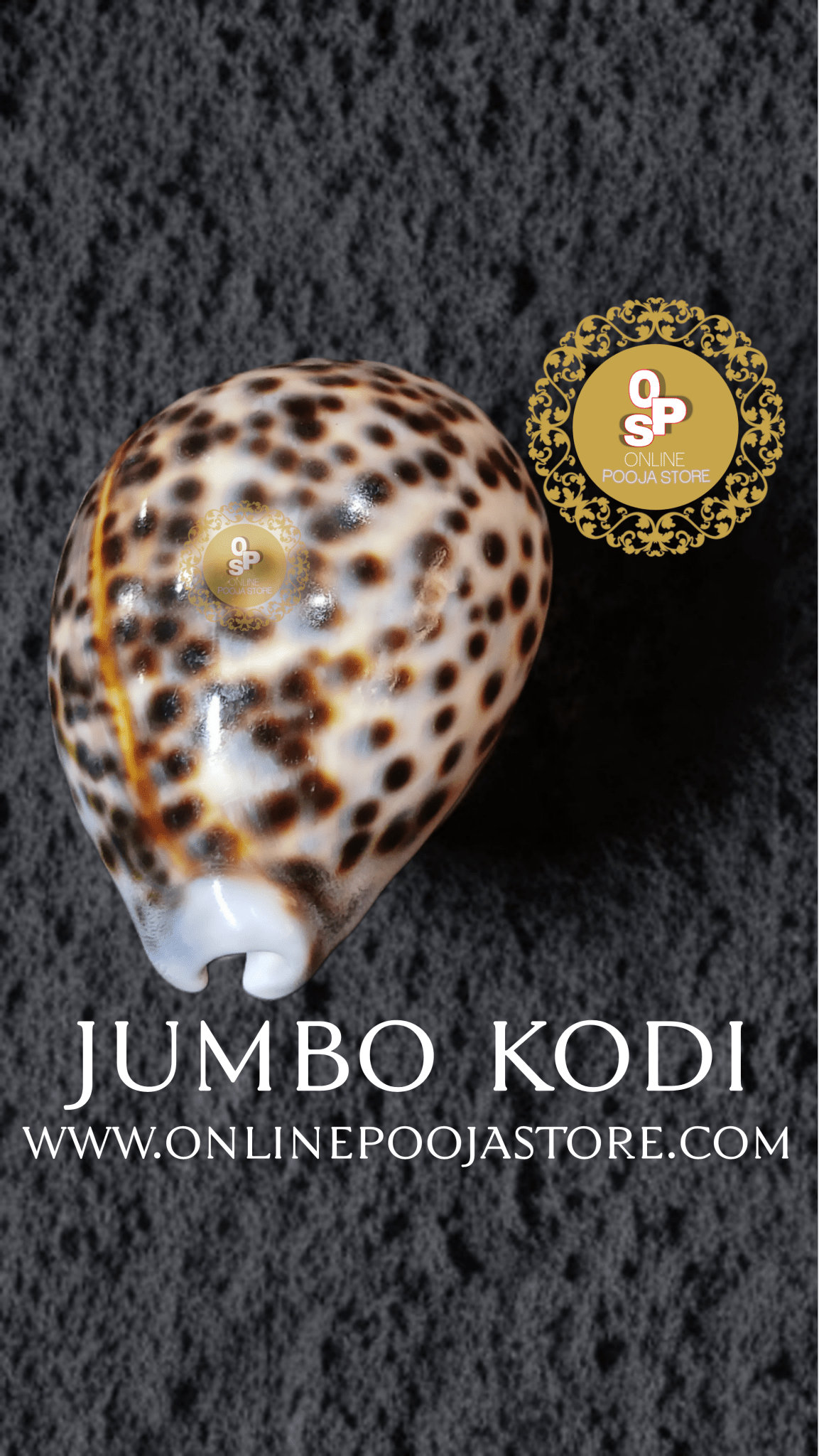 Large Lakshmi Cowrie | Big Brown Kodi | Big Kodi | Large Kodi | Kaudi |Caudy | Cowdy Size 7 x 5 cm for Laxmi Pooja for money and prosperity.| online pooja store - ONLINE POOJA STORE