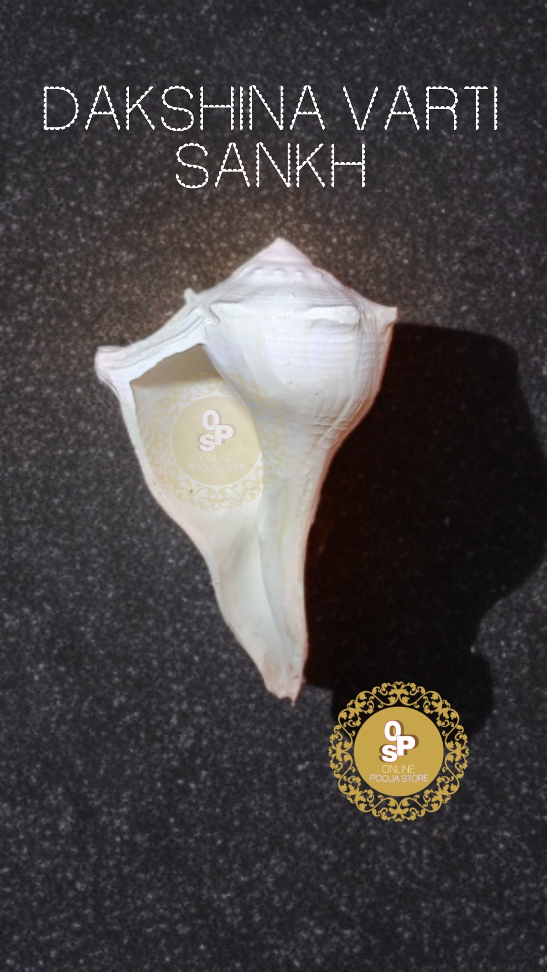 Original Dakshinavarti sankh|| represents wealth and prosperity - ONLINE POOJA STORE